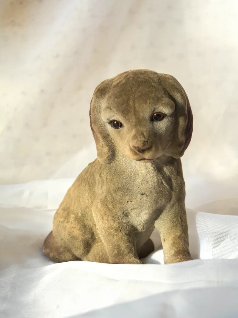 Cachorro afelpado, foto 1 de 3