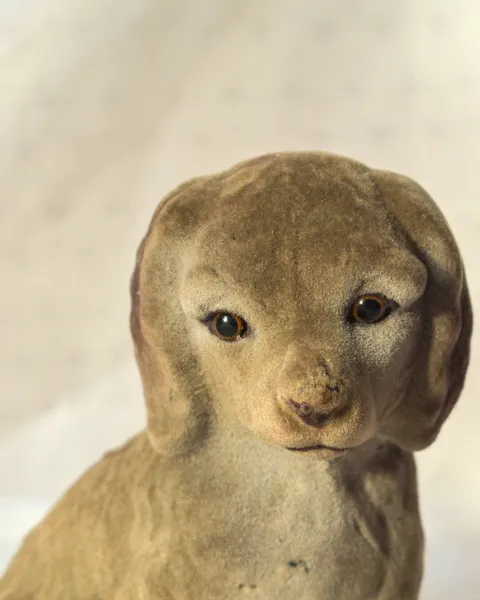 Cachorro afelpado, foto 3