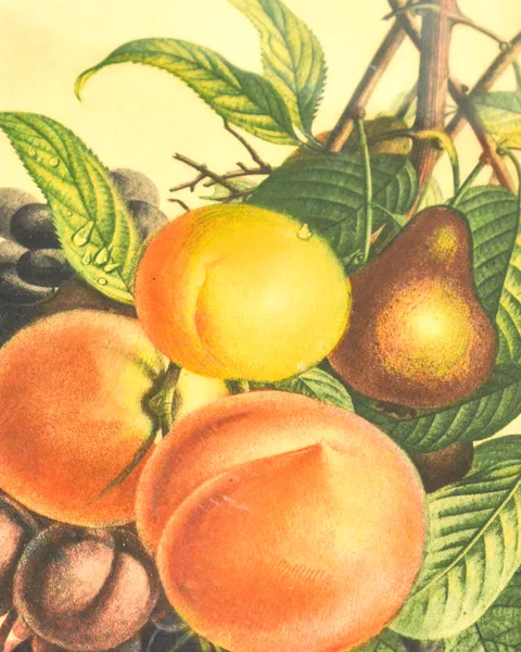 Cuadro de frutas, foto 3